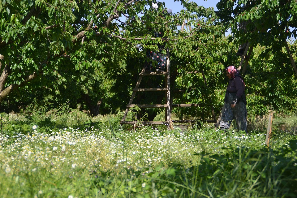 Prepare su jardín para el invierno