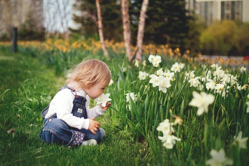 ¡Prepara el jardín para la primavera y no te olvides de las flores ornamentales!