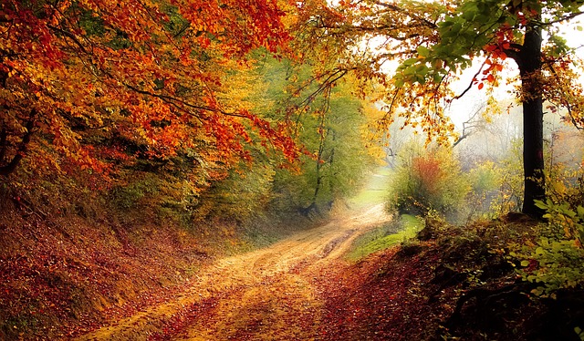 Dar la bienvenida al otoño y disfrutar de él – ¿Qué hay que hacer en casa y en los alrededores en otoño?